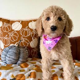 Boo - White female Bernedoodle puppy in High Point, North Carolina from Kingsfield Doodles