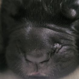 Spider Girl - Black brindle Cane Corso puppy in Montgomery, New York from Mormaxx Kennel