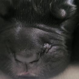 Spider Girl - Black brindle Cane Corso puppy in Montgomery, New York from Mormaxx Kennel