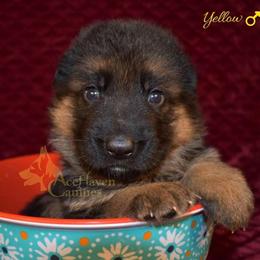 Yellow - Black and red male German Shepherd puppy in Orlando, Florida from AceHaven Canines