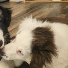 Working Dog Crosses from Aussie Acres