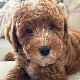 Johnny - Red  male Goldendoodle puppy in Knoxville, Tennessee from Graystone Doodles