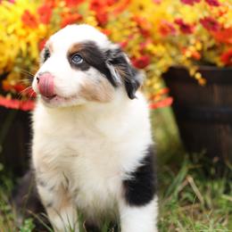 Anakin - Blue merle male Miniature Australian Shepherd puppy in Ocala, Florida from Silver River Mini Aussies