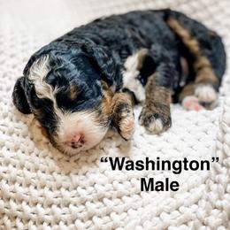 Washington - Tri-color male Bernedoodle puppy in Hudson, Indiana from TurkeyCreek-K9