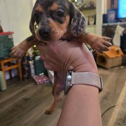 Celeste - Dapple female Dachshund puppy in Berry, Alabama from Whisper Gray