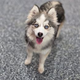 Ariel - Pomsky