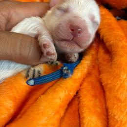 Zion - White male Miniature Schnauzer puppy in Hemet, California from Journee Home Mini Schnauzers