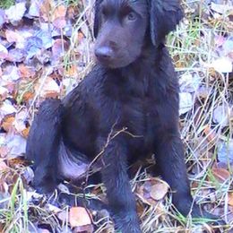 Flat-Coated Retriever Puppies from ArcticWyns