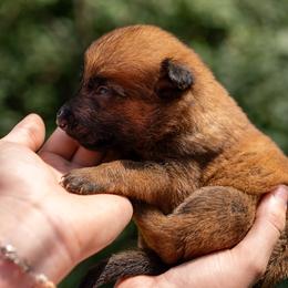 Willow - Fawn female Belgian Malinois puppy in Lincoln, Nebraska from Nebraska K9