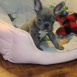 French Bulldog Puppies from Culichitown Frenchies