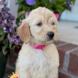 Aurora - Parti female Goldendoodle puppy in Greenville, North Carolina from ENC Goldendoodles