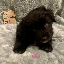 Bluff - Black & white female Australian Shepherd puppy in Wisconsin Dells, Wisconsin from Nicara kennel