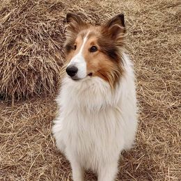 Collie puppies from Southern Country Collies