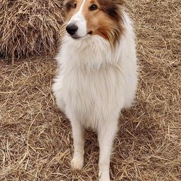 Collie puppies from Southern Country Collies