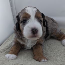 Bernedoodle Puppies from Mountain Top Bernedoodles