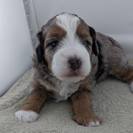 Bernedoodle Puppies from Mountain Top Bernedoodles
