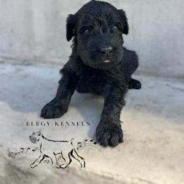 Elfie - Black female Giant Schnauzer puppy in Lithia, Florida from Elegy Kennels