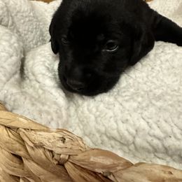 Labrador Retriever Puppies from Hunter’s Moon Retrievers