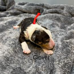 Clover - Chocolate merle female Bernedoodle puppy in New Ringgold, Pennsylvania from Hawk Mountain Doodles
