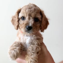 Nessa - Apricot female Cavapoo puppy in Greenville, South Carolina from Reedy River Doodles