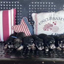 Miniature Schnauzer Puppies from Whistling Dixie Schnauzers