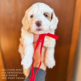 Boo Boo - Parti female Goldendoodle puppy in New Harmony, Indiana from Cottonwood Farms