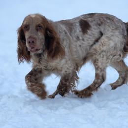 English Springer Spaniels from Schae Berg