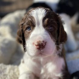English Springer Spaniel Puppies from Cedarhaven Springers