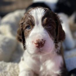 English Springer Spaniel Puppies from Cedarhaven Springers