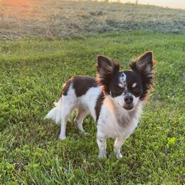 Betsy - Chihuahua