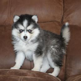 Daisy READY NOW - Black and white female Pomsky puppy in Apple Creek, Ohio from Kathryn Troyer
