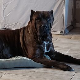 Sheba - Cane Corso