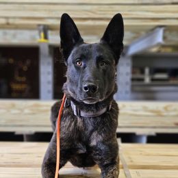 xDutch Shepherd puppies from Crystal Coast Canine Training
