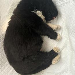 Boy 1 - male Newfoundland puppy in Riverside, California from Gentle Soul Newfoundlands