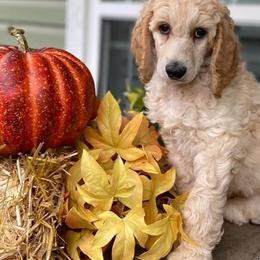 Poodle Puppies from Kurtz Poodles