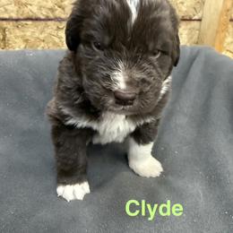 Clyde - White and brown male Newfoundland puppy in Goodhue, Minnesota from Claypits Newfoundlands