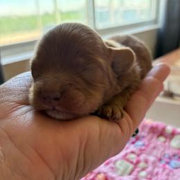 Phili - Red male Cavapoo puppy in Adrian, Oregon from ApplebyFarm