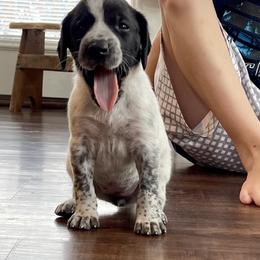 German Shorthaired Pointer Puppies from Fortin’s German Shorthaired Pointers