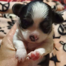 Girl 1 - Black and white Chihuahua puppy in Oklahoma City, Oklahoma from Teacup Chihuahuas and Friends