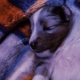Shetland Sheepdogs from Bax’s Babies