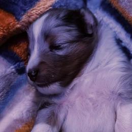 Shetland Sheepdogs from Bax’s Babies