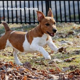 Rascal - Sable and white male Teddy Roosevelt Terrier puppy in Cumming, Georgia from Barnett’s Rambling Terriers