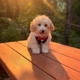 Martini - Cream male Maltipoo puppy in Deming, Washington from Heavenly Puppies to Love