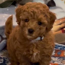 Cockapoo puppies from Cockapoo Companions