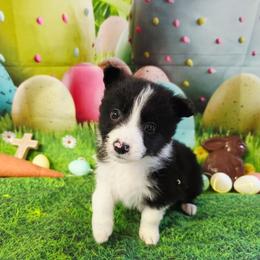 Drake - Black and white male Border Collie puppy in Avilla, Indiana from Borderline Kennels