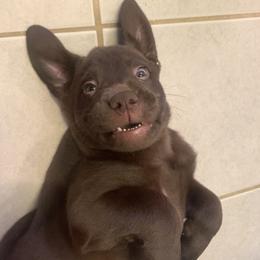 Labrador Retriever Puppies from Viklan Labradors