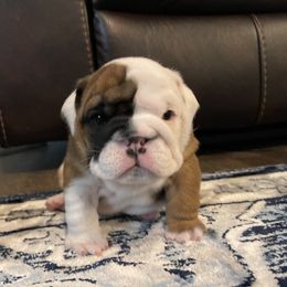 Bulldog Puppies from Simpkins' Southern Bulldogs