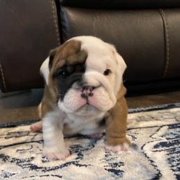 Bulldog Puppies from Simpkins' Southern Bulldogs