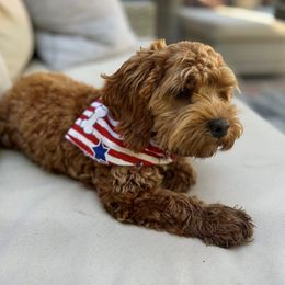 Bailey - Cockapoo