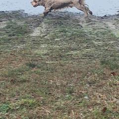 Clumber Spaniel All Grown Up from Tricklecreek Clumber Spaniels